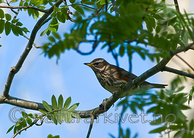 BB 09 0347 / Turdus iliacus / Rødvingetrost